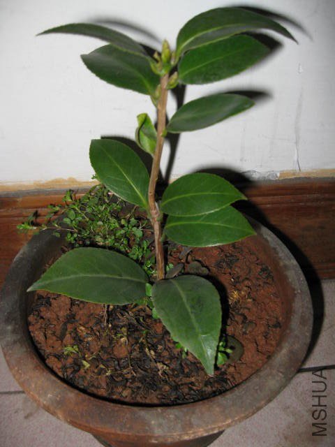 ����ɯ��֯Ů1 (9).JPG