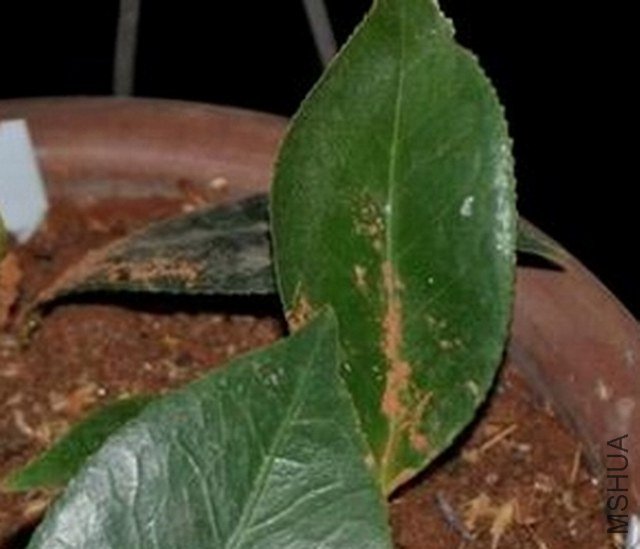 �������� (1).JPG