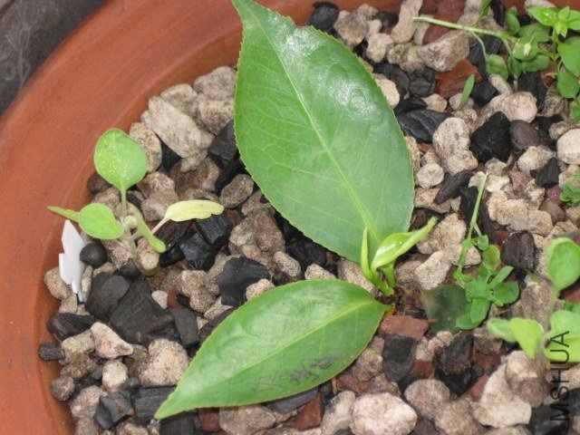 �������� (2).JPG