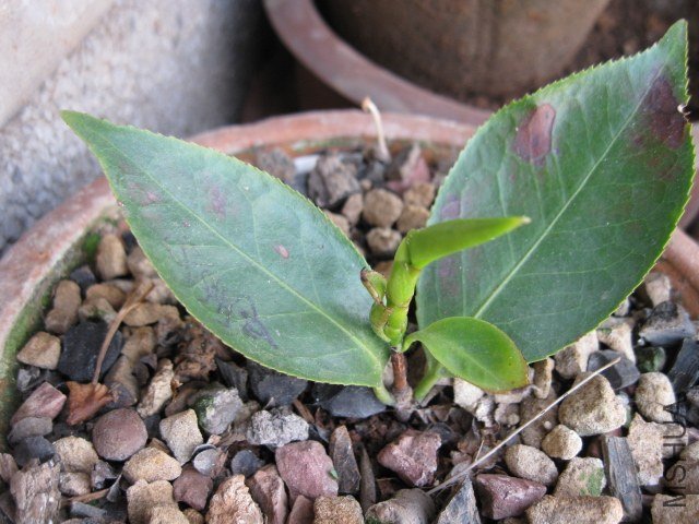 �������� (3).JPG