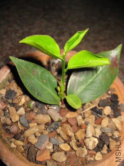 �������� (4).JPG