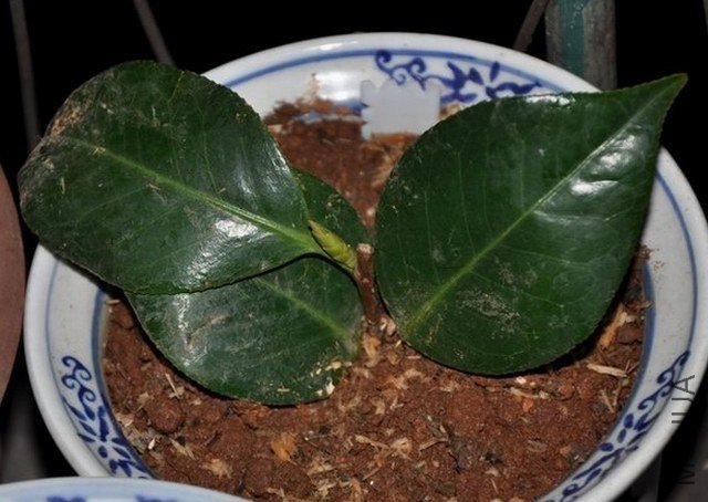 ��֪��1 (1).JPG