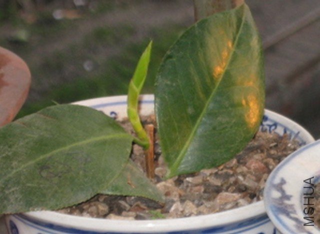 ��֪��1 (2).JPG