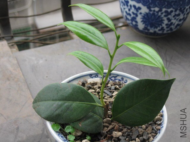 ��֪��1 (3).JPG