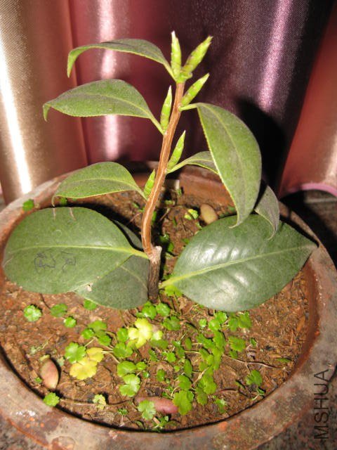 ��֪��1 (5).JPG