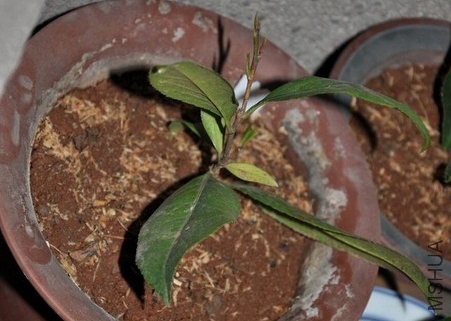 ������1 (1).JPG