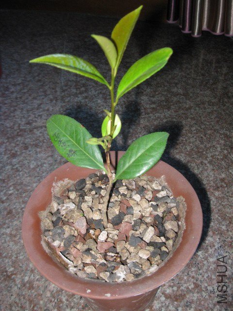 ������1 (3).JPG