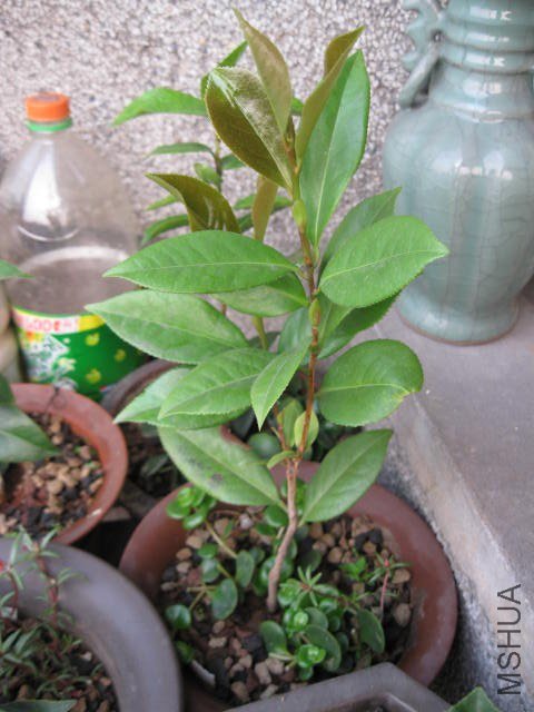 ������1 (10).JPG