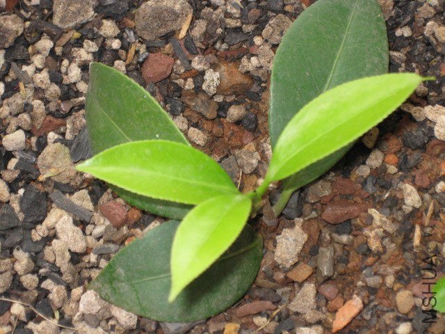 Ƥ˹����1 (1).JPG