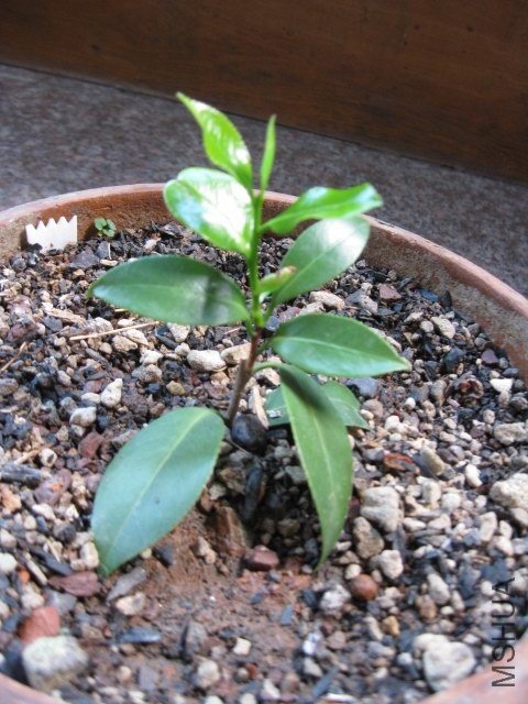 Ƥ˹����1 (2).JPG