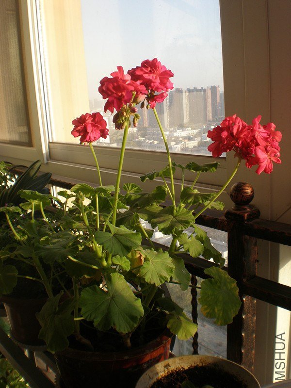 psbCA51YMFL.jpg