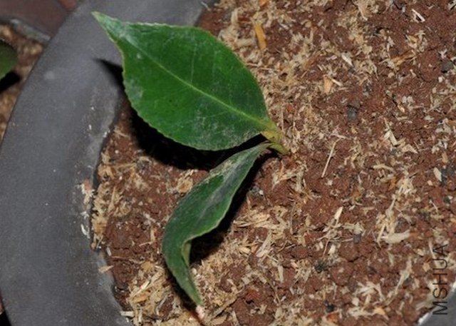 ������1 (1).JPG