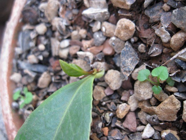 ������1 (2).JPG