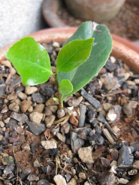 ������1 (3).JPG