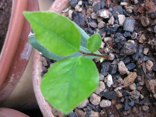 ������1 (4).JPG