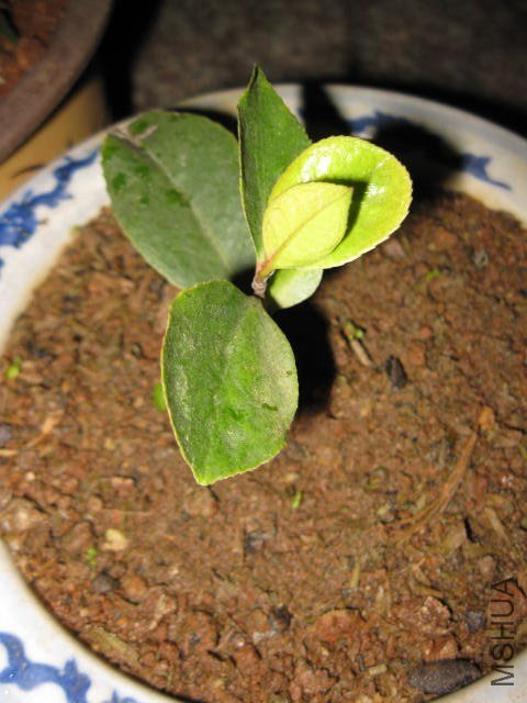 ������1 (5).JPG