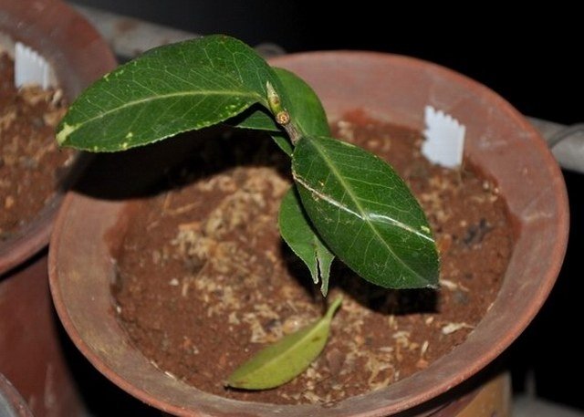 ��̫��1 (1).JPG