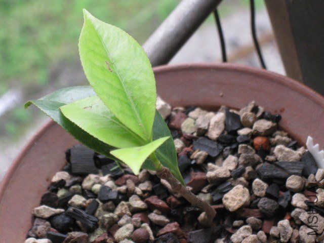 ��̫��1 (2).JPG