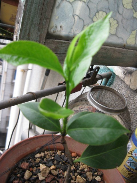 ��̫��1 (3).JPG