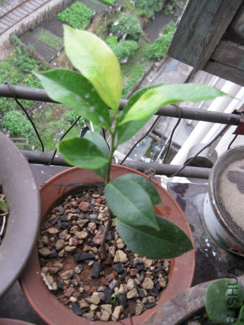 ��̫��1 (4).JPG