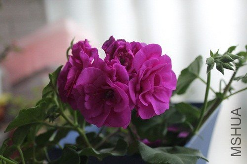 IMG_1886.JPG