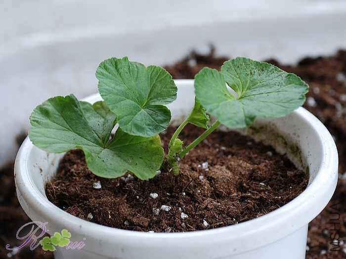 DSC_6154.jpg