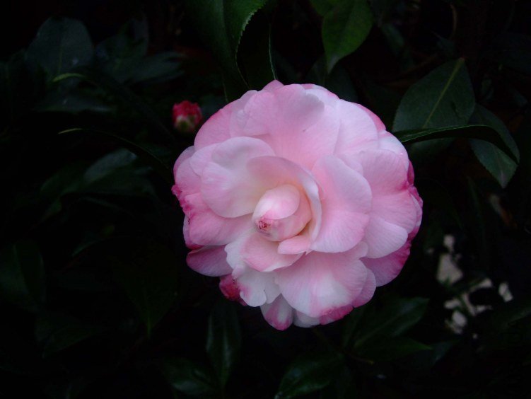 ţ���µ�ʯ 2012-12-23 002.jpg