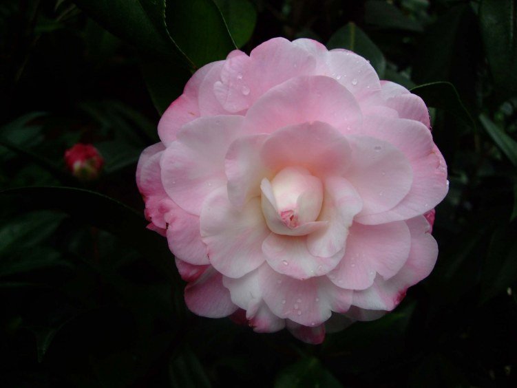 ţ���µ�ʯ 2012-12-23 027.jpg