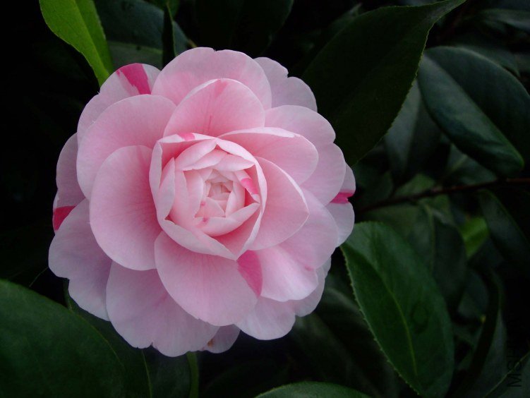 ���� 2012-12-23 031.jpg