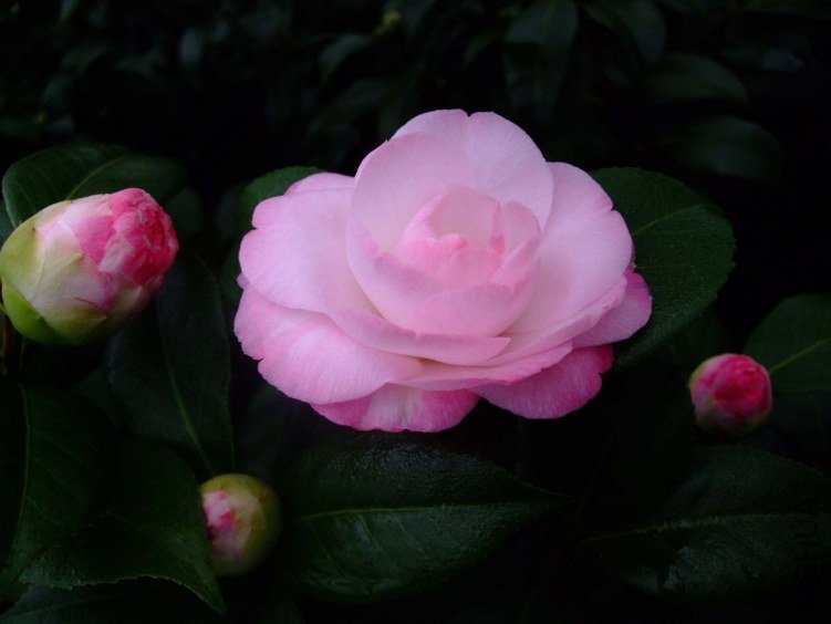 ��Ը 2012-12-21 028.jpg