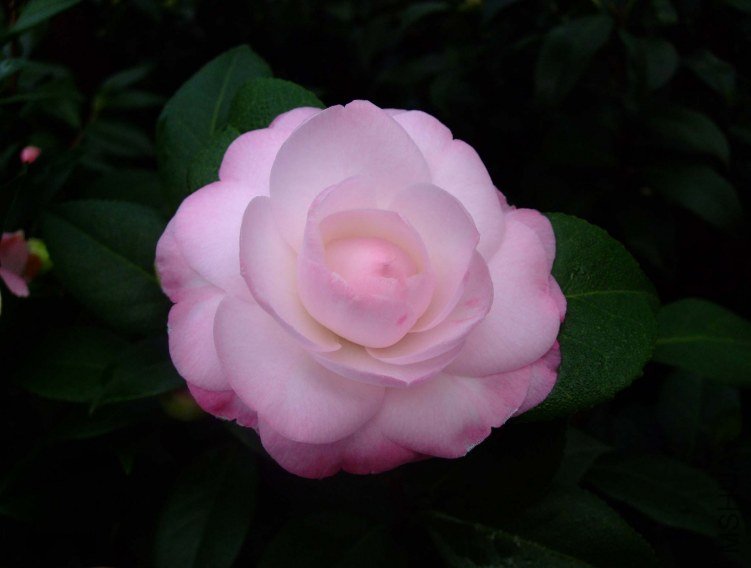 ��Ը 2012-12-23 028.jpg
