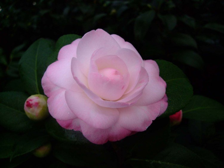 ��Ը 2012-12-23 029.jpg