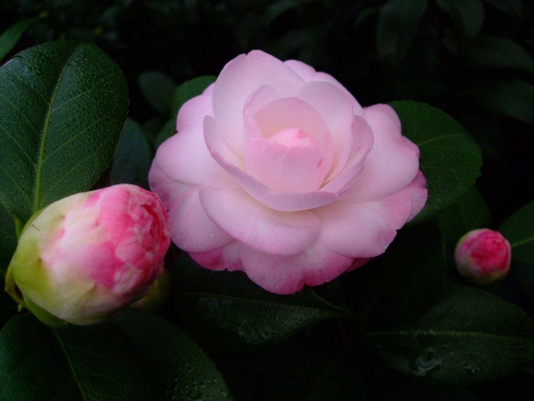 ��Ը 2012-12-23 030.jpg