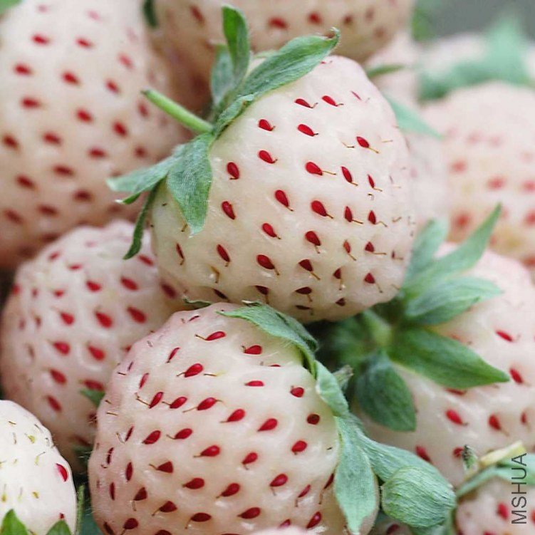 Pineberry.jpg