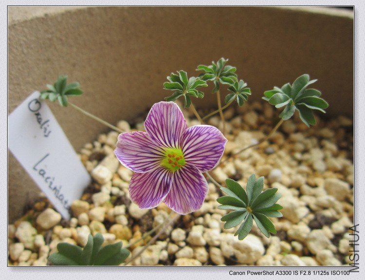 Oxalis Gwen McBride����ǩ�Ǵ���Ŷ��.JPG