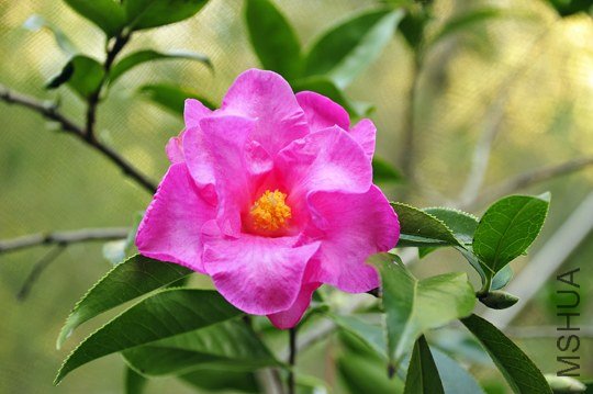 _DSC8388_SS.jpg
