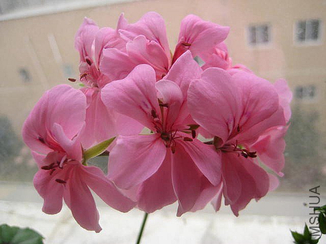 ���� ��1.jpg