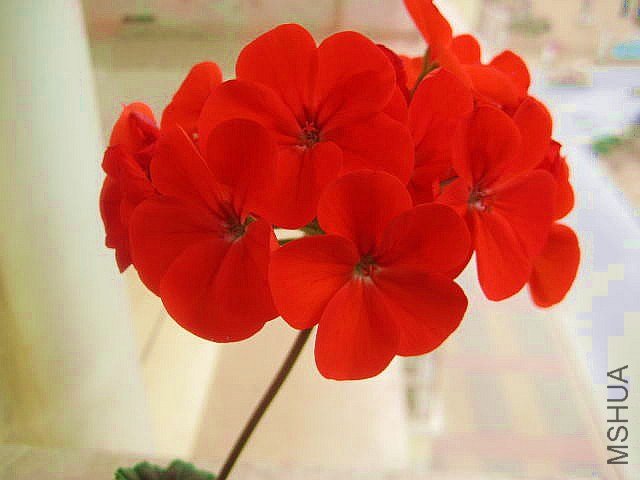 ������ ��.jpg