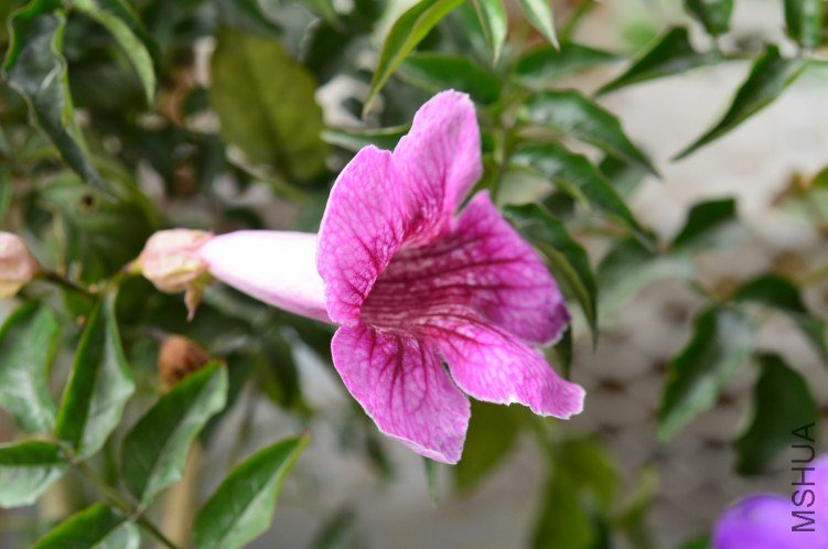 DSC_0235.JPG