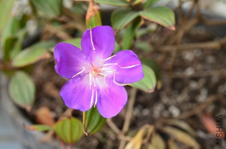 DSC_0237.JPG