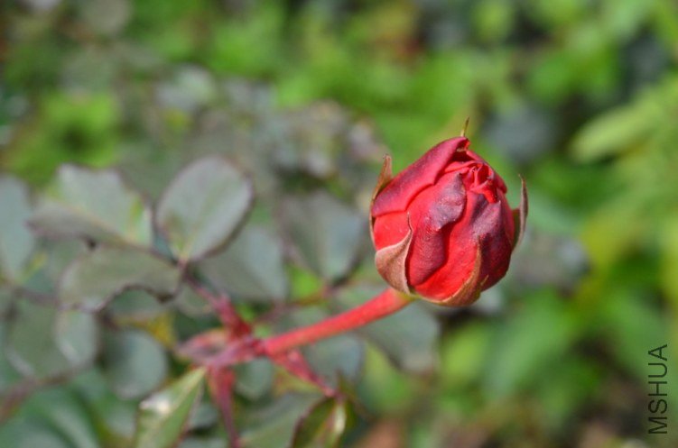 DSC_0247.JPG