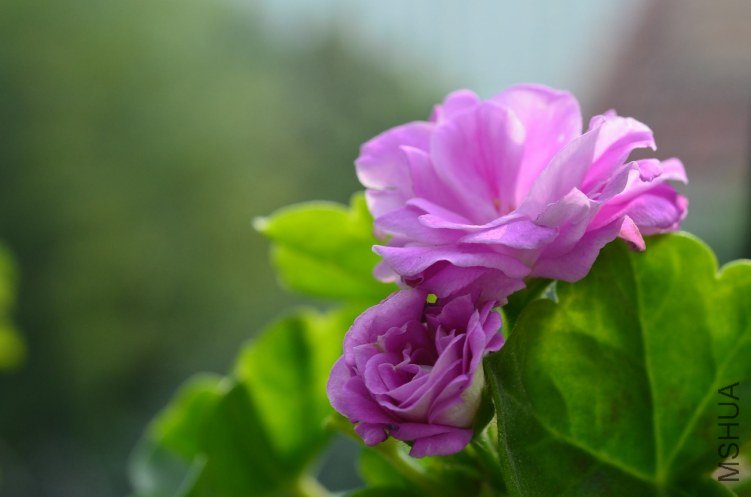 DSC_0281.JPG