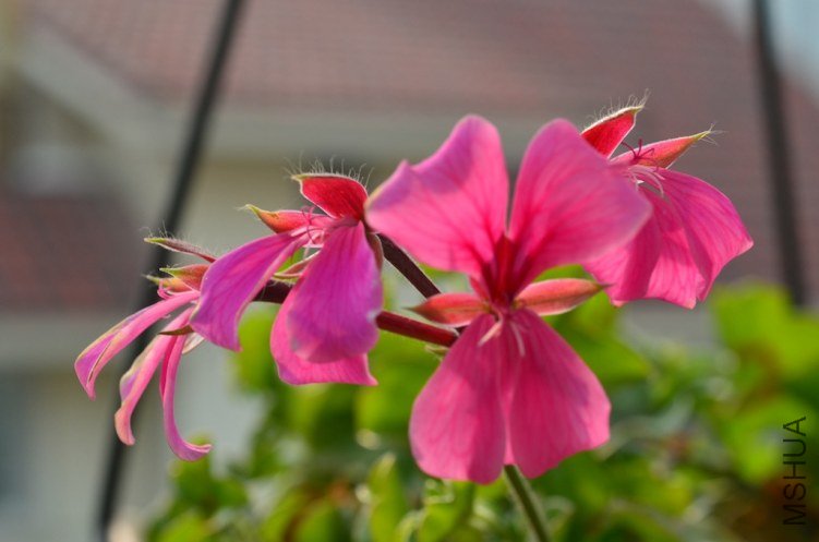 DSC_0282.JPG