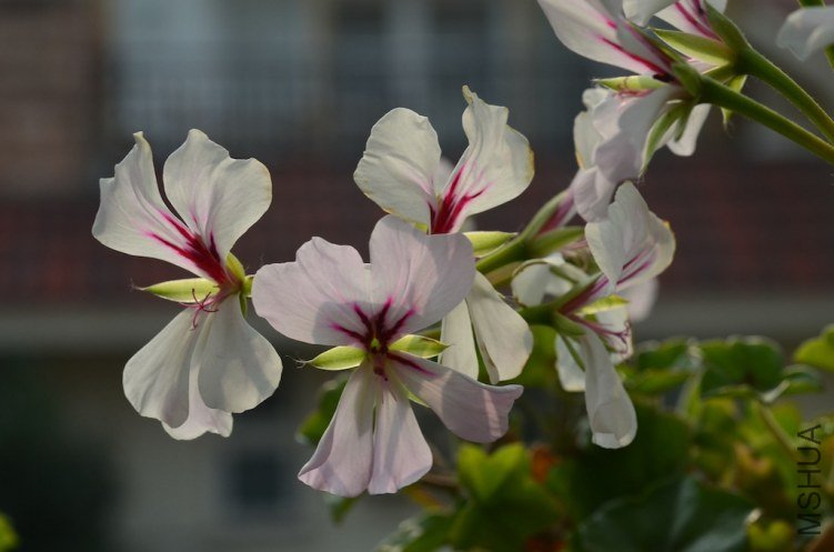 DSC_0283.JPG