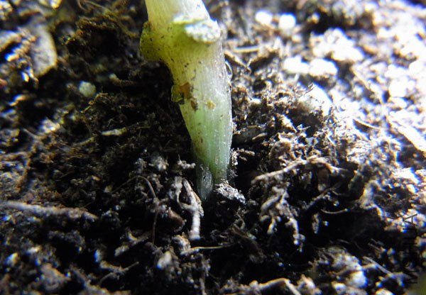 RIMG0251����.jpg