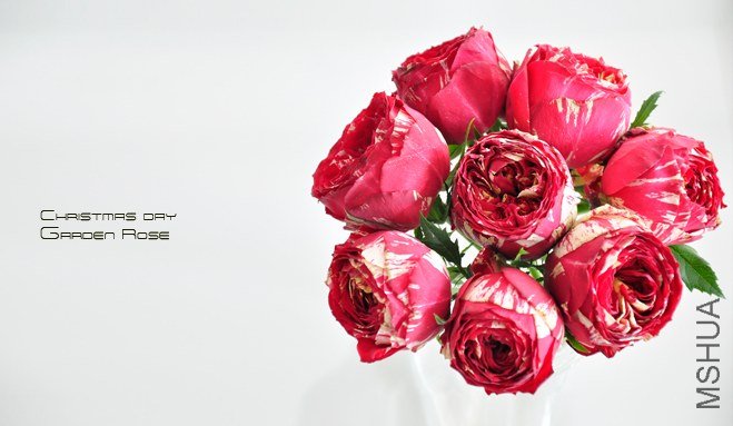 Christmas day123.jpg