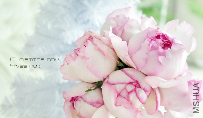 ROSE yves no 1 3.jpg