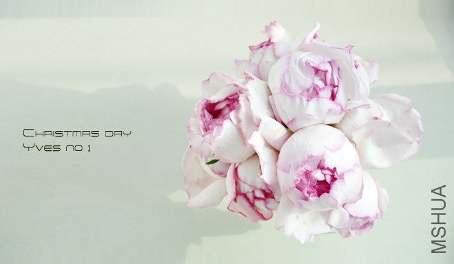 ROSE yves no 1 4.jpg