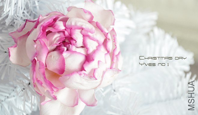 ROSE yves no 1 5.jpg