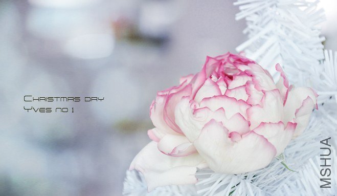 ROSE yves no 1 6.jpg